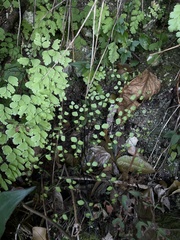 Adiantum fragile