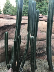 Lophocereus