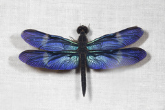 Zenithoptera fasciata