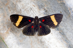Melanis electron rabuscula