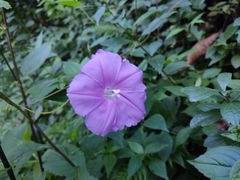 Ipomoea chenopodiifolia