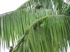 Orthopsittaca manilatus