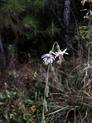 Nabalus autumnalis