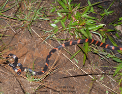 Werner's False Coral Snake