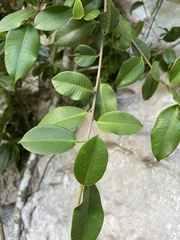 Ficus americana