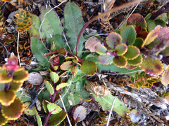 Gaultheria colensoi