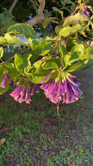 Iochroma