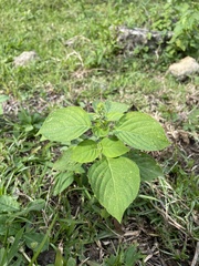 Ocimum campechianum