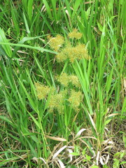 Cyperus odoratus image