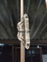Lepidoptera