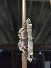 Lepidoptera