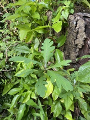 Bocconia frutescens