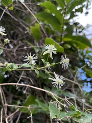 Clematis flammulastrum