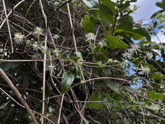 Clematis flammulastrum