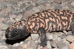 Heloderma suspectum suspectum