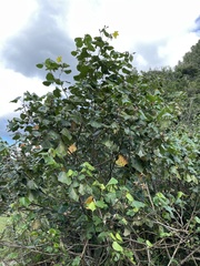 Hibiscus tiliaceus pernambucensis
