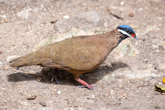 Starnoenas cyanocephala