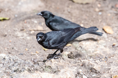 Ptiloxena atroviolacea