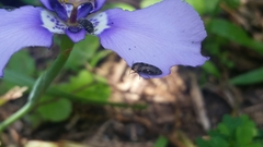 Acmaeodera tubulus