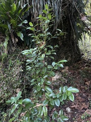 Pimenta racemosa grisea