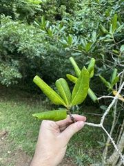 Myrsine cubana