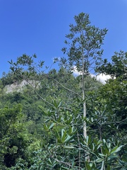 Myrsine cubana