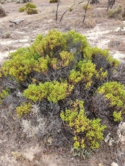Tecticornia triandra