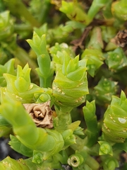 Tecticornia triandra