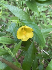 Pavonia spinifex
