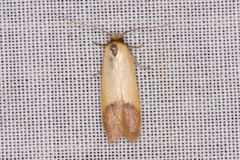 Tachystola stenoptera