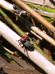 Sphenophorus costipennis