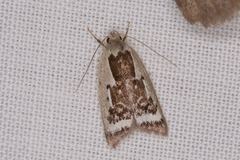 Catacometes hemiscia