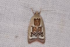 Catacometes hemiscia