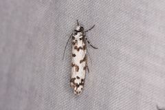 Ethmia eupostica