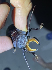 Mallodon chevrolatii