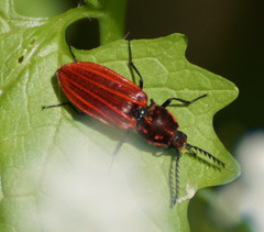 Anostirus purpureus