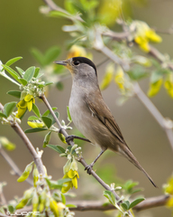 Eurasian Blackcap photo 4