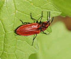 Anostirus purpureus