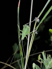 Oecanthus celerinictus