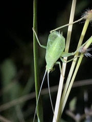 Oecanthus celerinictus