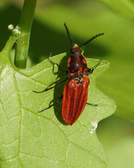 Anostirus purpureus