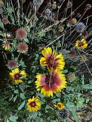 Gaillardia pulchella