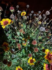 Gaillardia pulchella