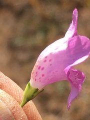 Agalinis setacea