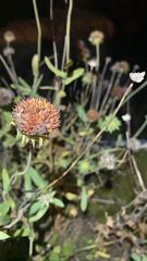 Gaillardia pulchella