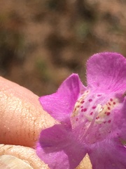 Agalinis setacea