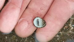 Nerita funiculata