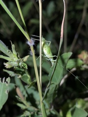 Oecanthus celerinictus