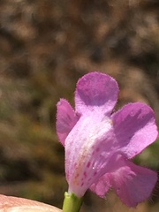 Agalinis setacea