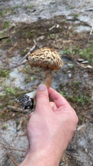 Boletellus ananas image